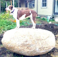 Juliet the dog on the Big Rock
